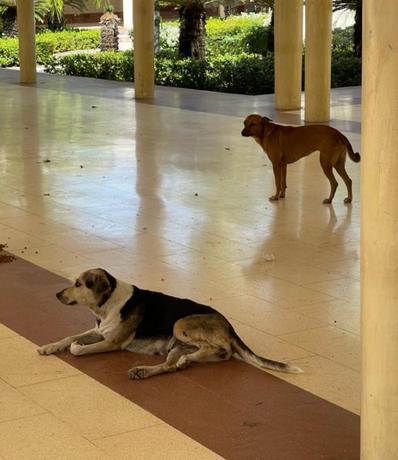 la-uasd-condena-envenenamiento-de-perros-en-entorno-del-campus-universitario