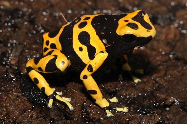 sapito-minero-Dendrobates-leucomelas