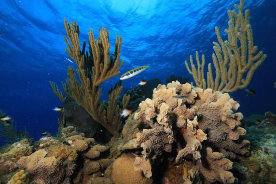 playa-coral-diving-cuba