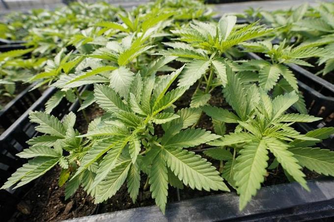 entregan-permisos-para-vender-yerba