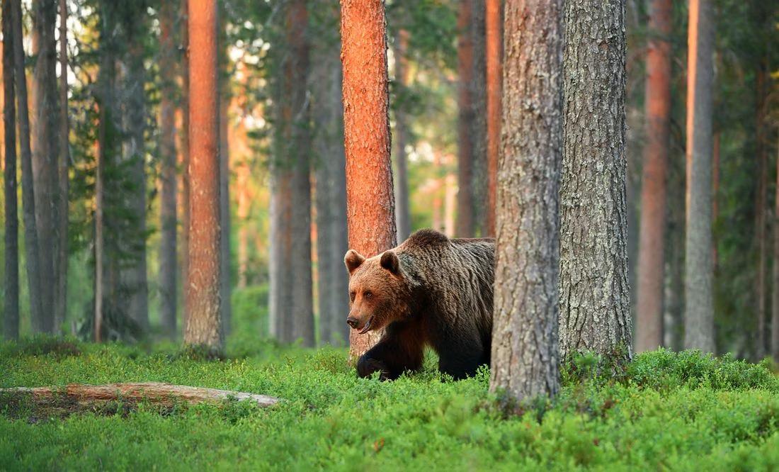 Oso-mata-a-una-pareja-en-parque-nacional-en-Canada-lo-sacrifican