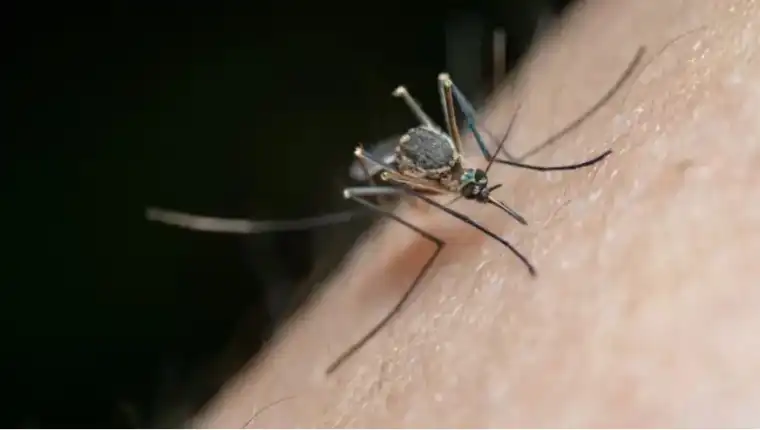Dengue-2