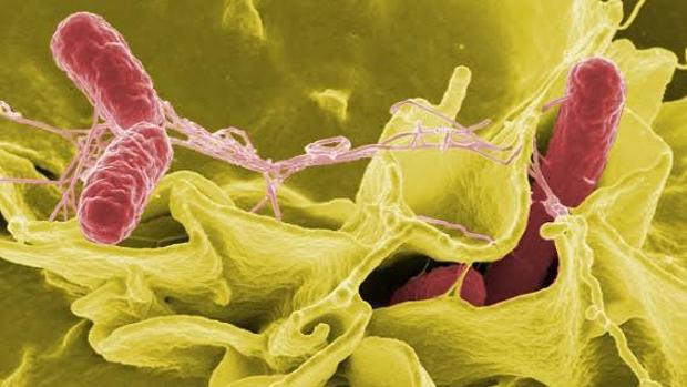 Salmonella-kN0E--620x349@abc
