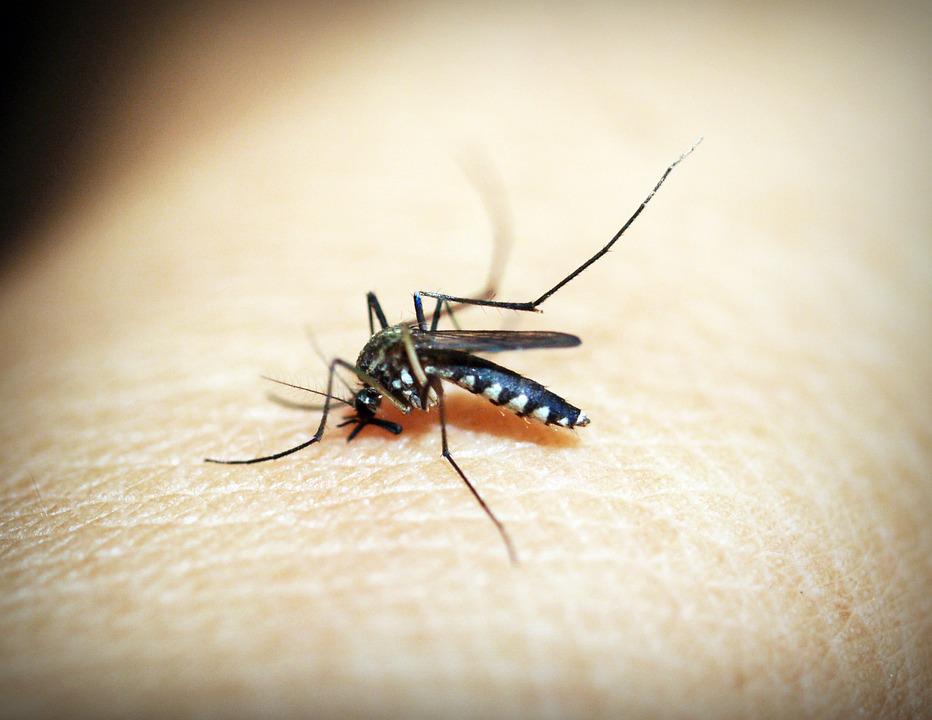 dengue-070220-foto-pixabay