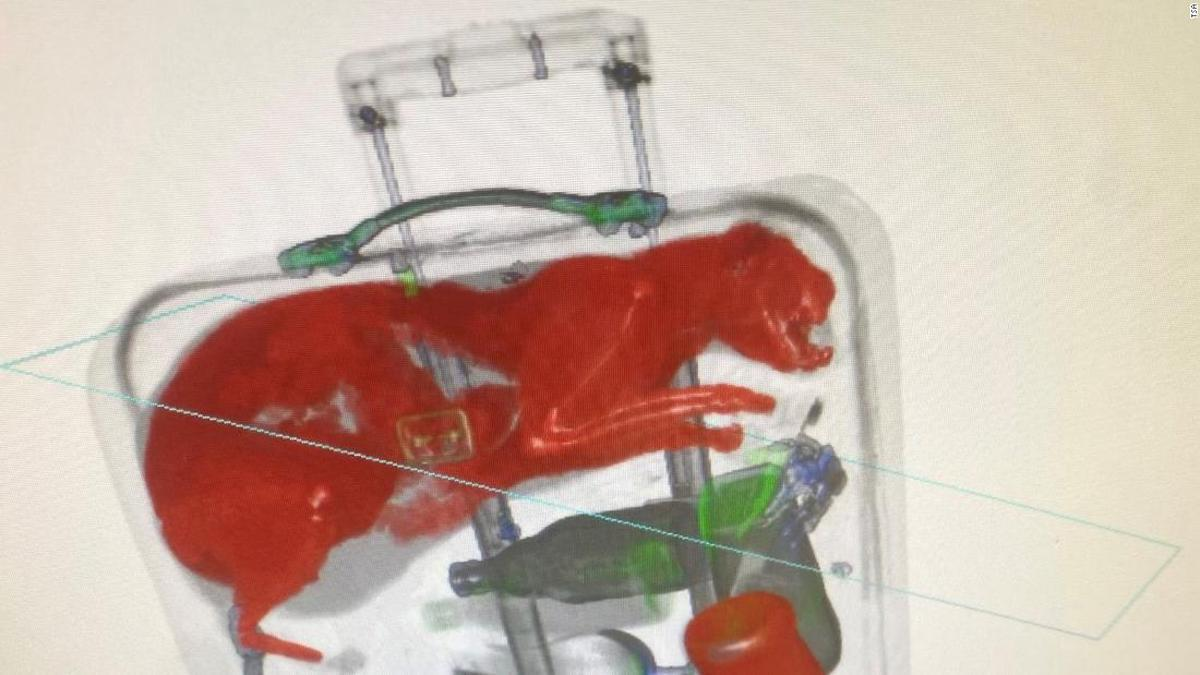 221123111527-02-cat-suitcase-tsa-card-super-tease
