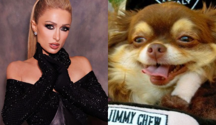 Perra-de-Paris-Hilton-740x430