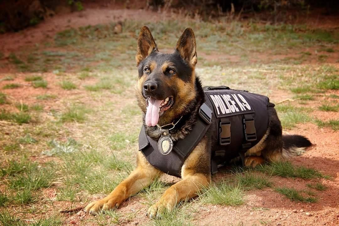 K9