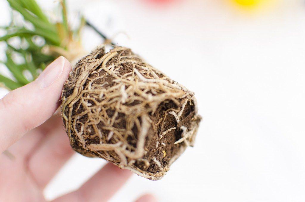 7102d1f1-cepellonplanta-1024x679