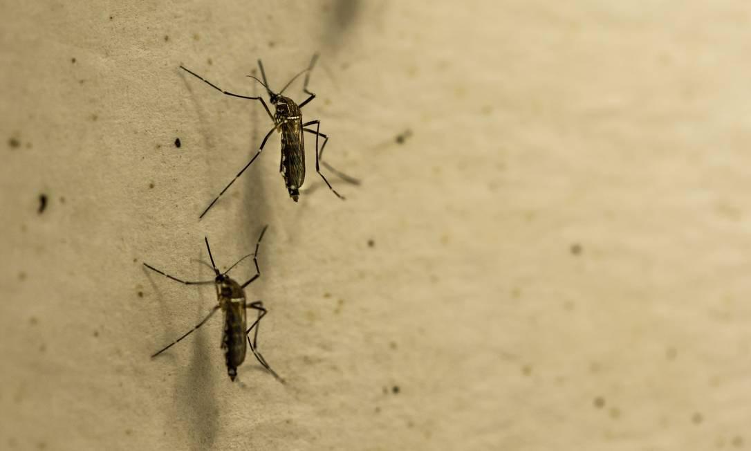 aedes