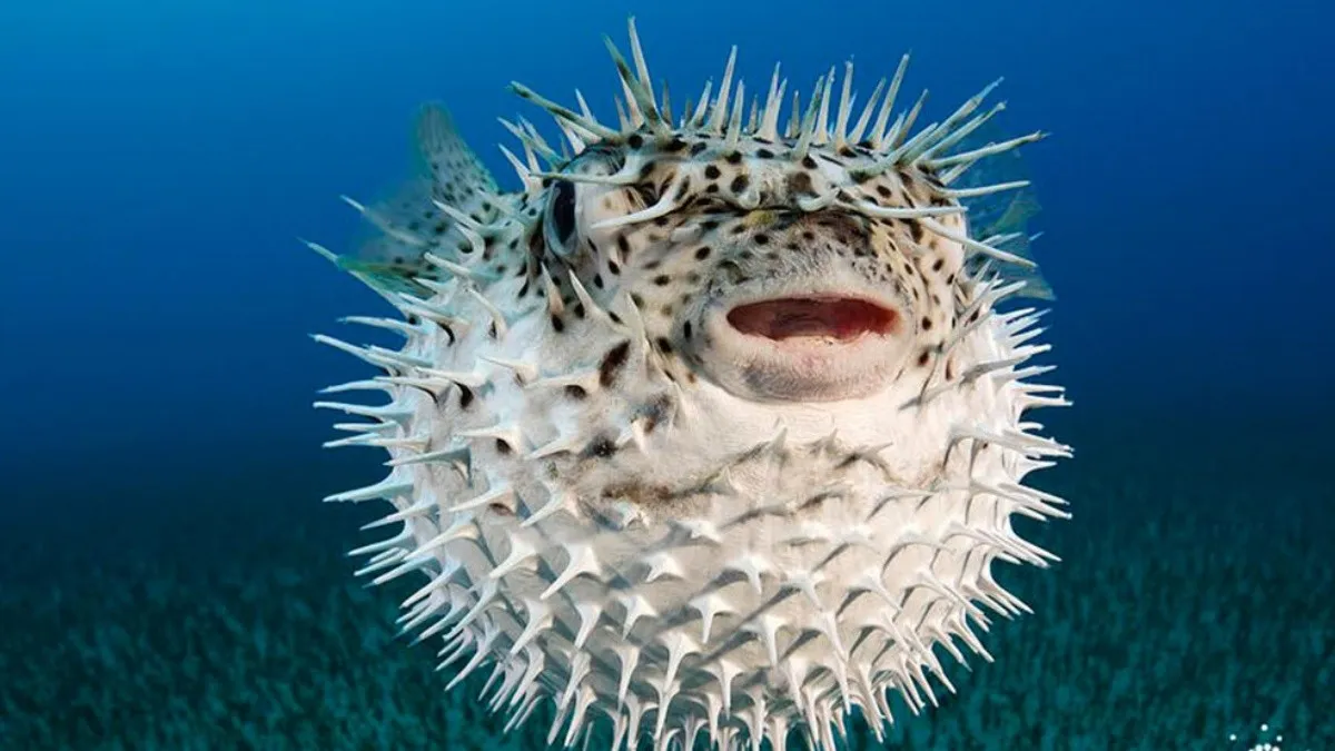 peee-8888.jpg_554688468