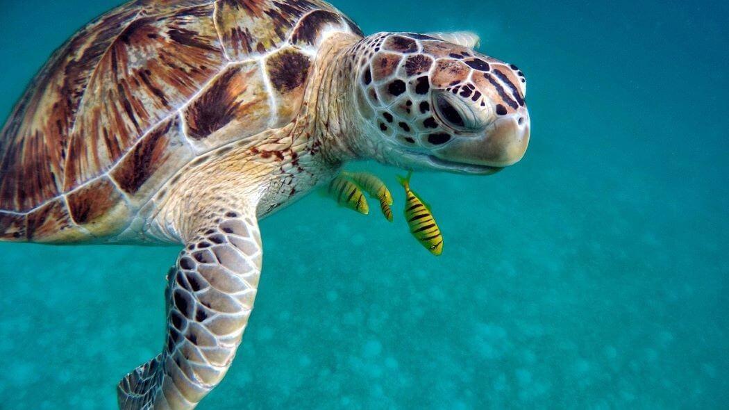 dia-mundial-tortugas-marinas