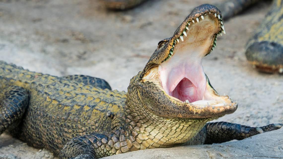 US-NEWS-ALLIGATOR-FLORIDA-DMT