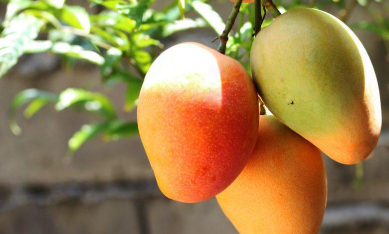 Foto-Mangos-780x470