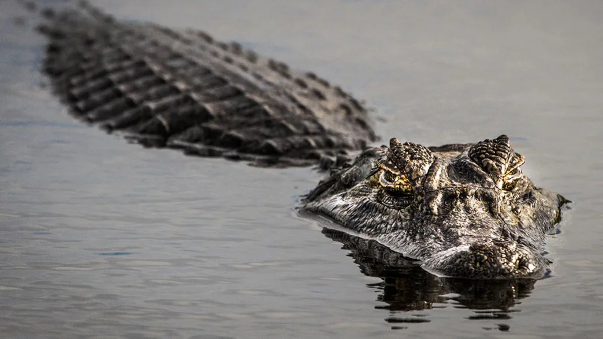 AHORA-CAIMAN