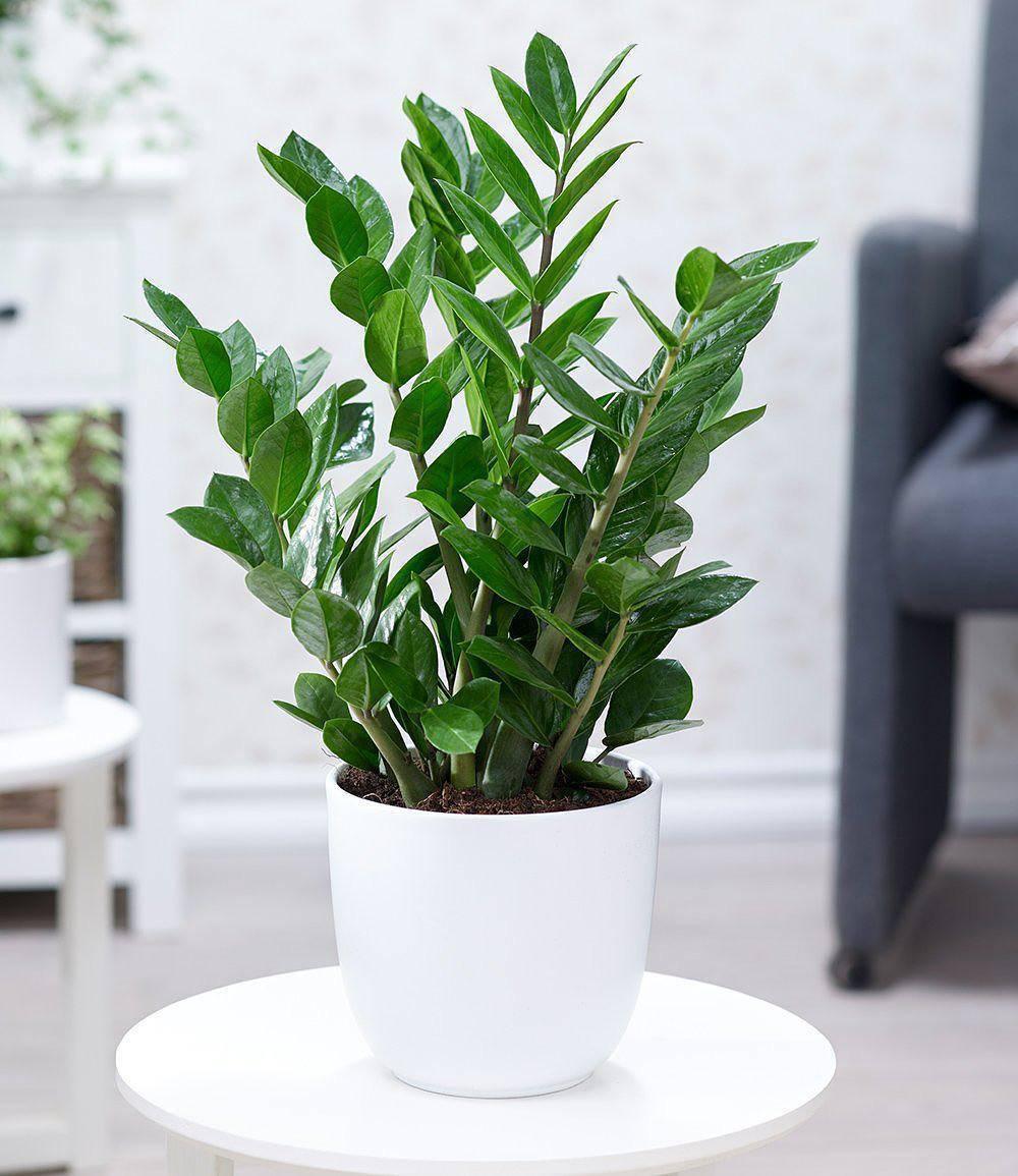 zamioculcas-pinterest_586d3c37_1000x1155_bfda262e_1000x1155