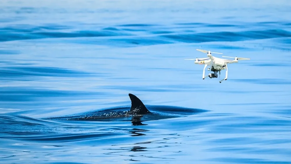 255655-drones-vigilar-tiburones-playas-australianas