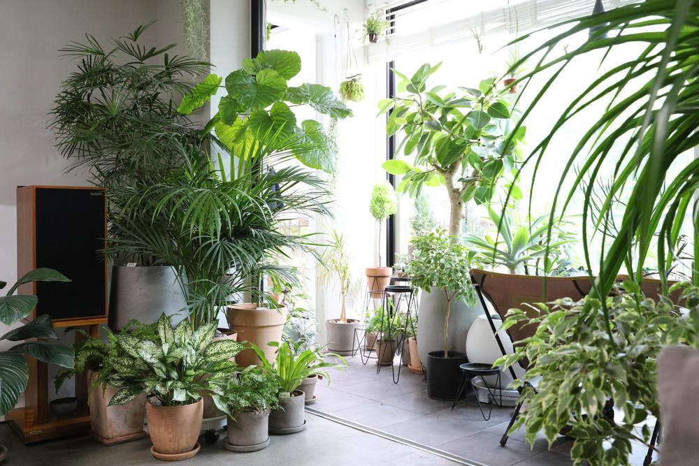blog_plantas-para-interiores--para-darle--un-aire-fresco-a-tu-casa_header_mobile