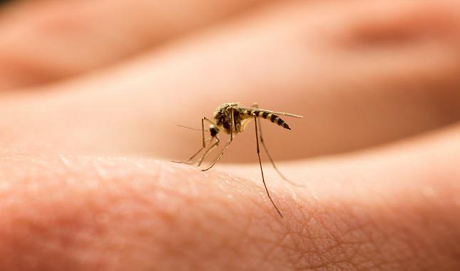 mosquito-dengue