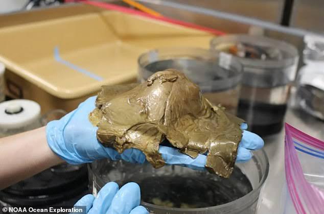 analizan-misterioso-huevo-dorado-descubierto-en-alaska-16941085940