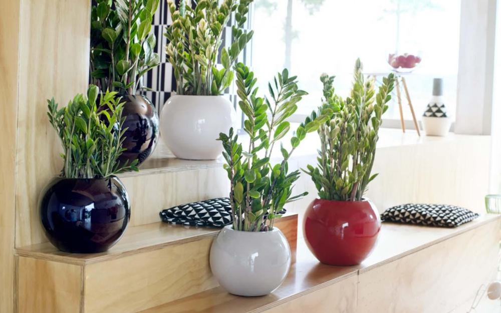 Cuidar-y-cultivar-Zamioculcas-zamiifolia-o-planta-ZZ