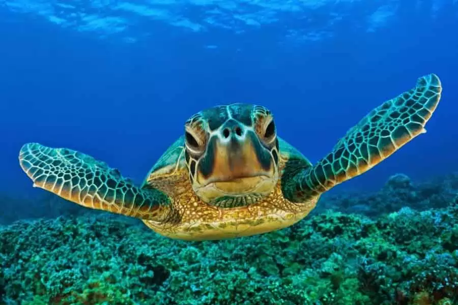 tortuga-carey