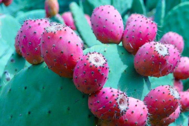 Mexican-nopal-cactus-seen-as-a-healthy-functional-food-across-Latin-America