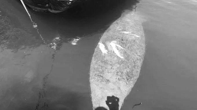 Muere-manatí-Pepe-luego-de-sufrir-heridas-por-las-hélices-de-una-embarcación