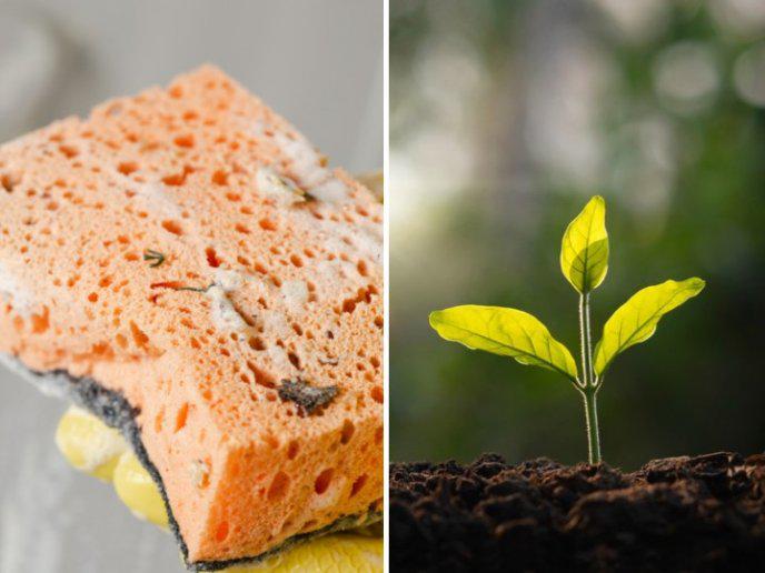 como-plantar-usando-esponjas