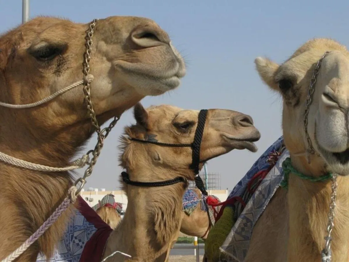 gripe_del_camello_-_mundial_qatar_2022_x1x.jpg_683241985