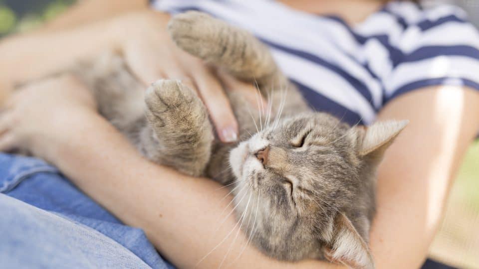 cat-sleep-on-you-cuddle-960x540