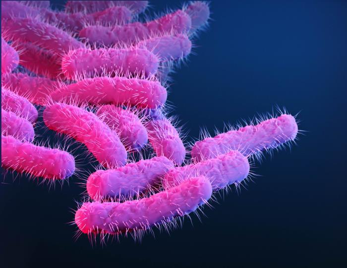 shigella