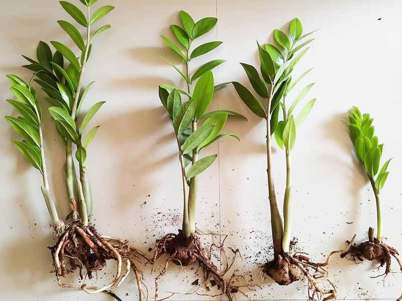 zamioculcas-reproduccion-esquejes-1