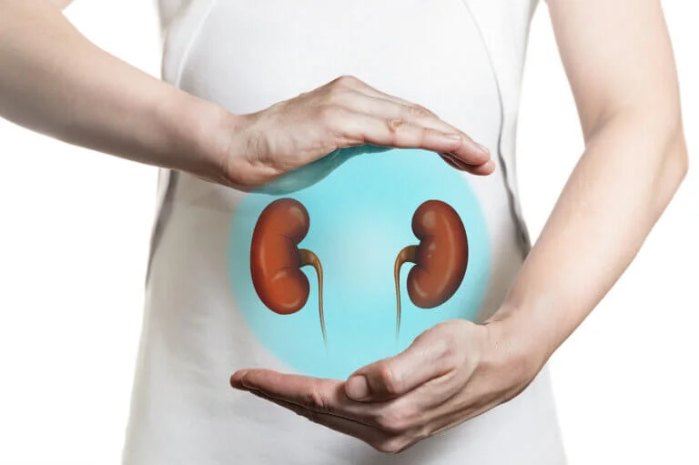 rinones-renal-salud-768x511