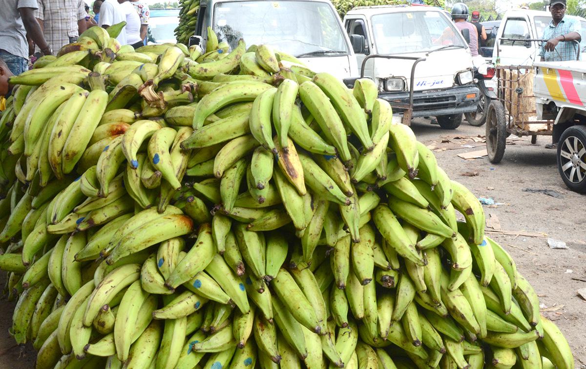 Critican-alzas-de-los-plátanos-y-proponen-a-RD-como-granero-del-Caribe-y-mayor-exportador-de-rubros-agrícolas