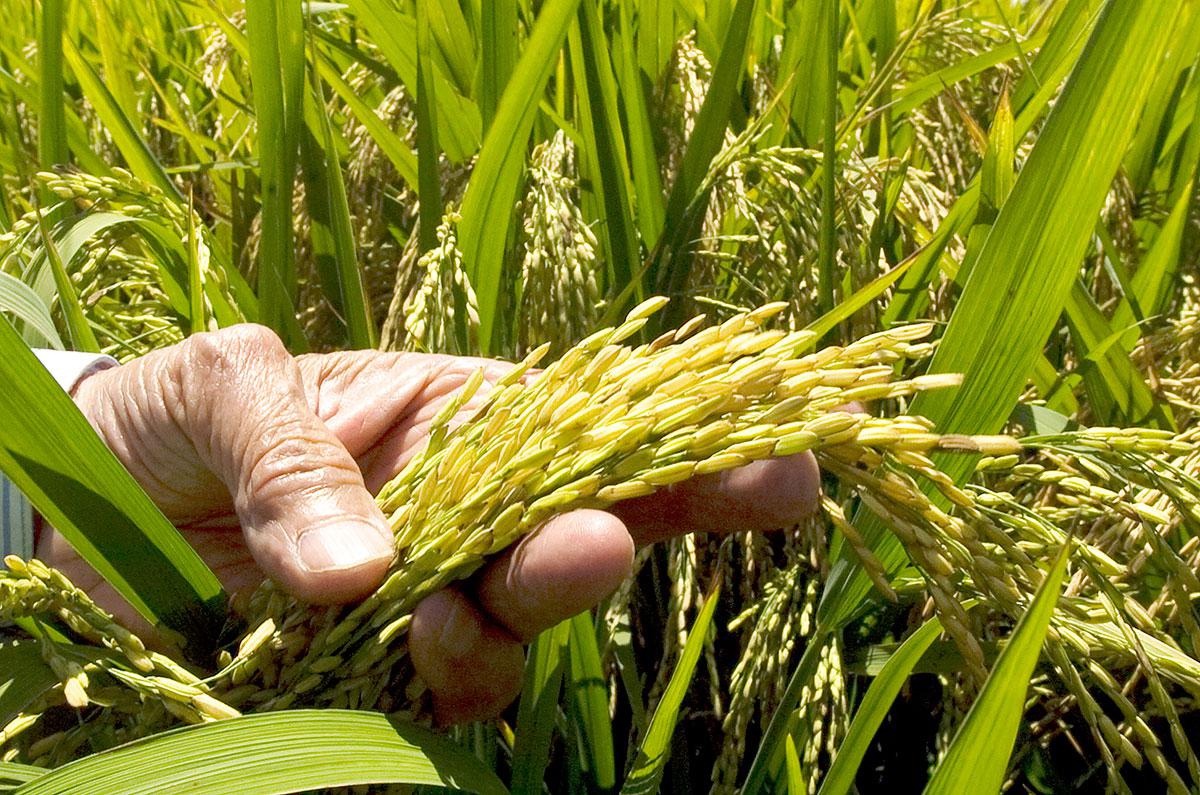 siembra-de-arroz
