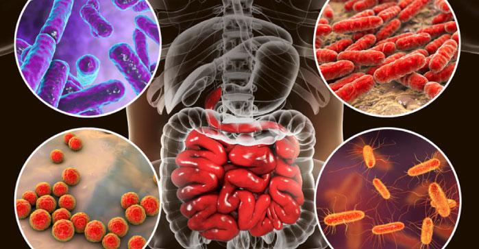 microbiota_699px