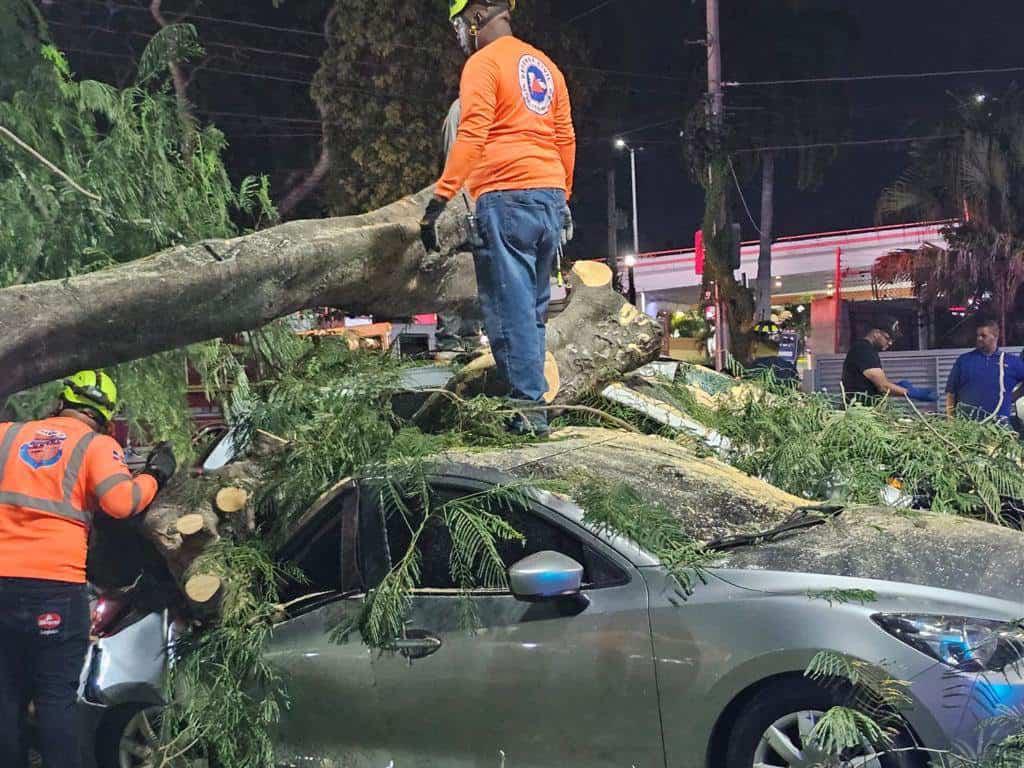 cae-arbol-en-santiago