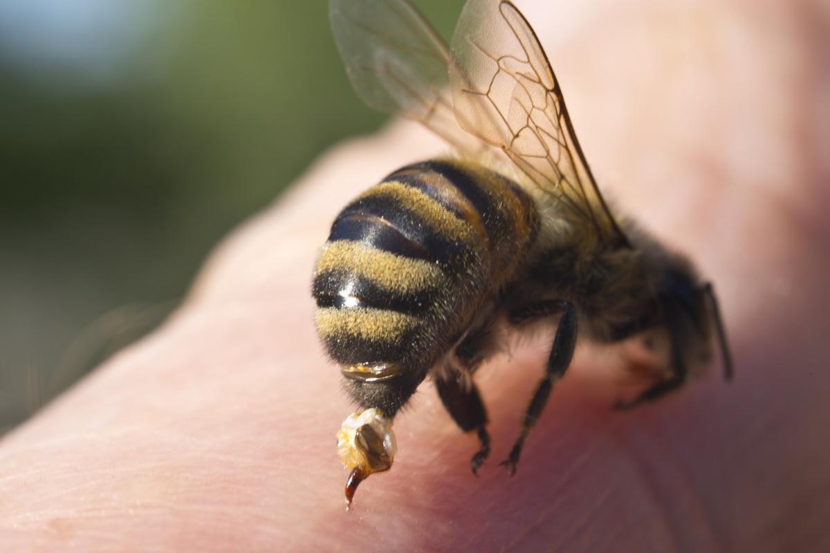 las_abejas_mueren_cuando_pican_4222_orig
