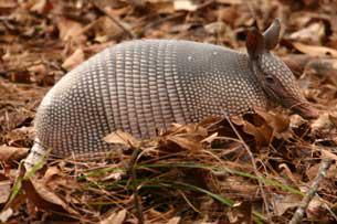 08-13_dia-mundial-armadillo