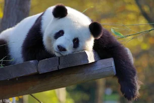 10-27_dia-internacional-panda-gigante