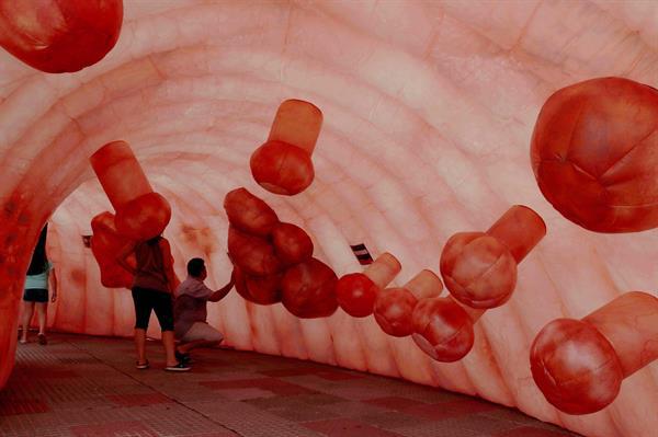 cancer-de-colon-reproduccion-colon-humano (1)