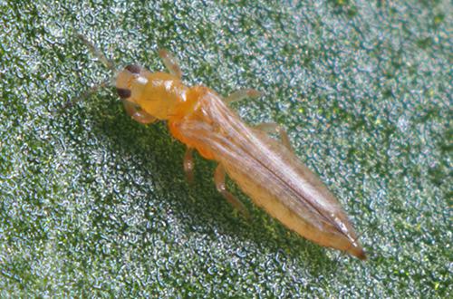 thrips-slider-04