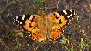 vanessa-cardui-7-gt