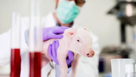 pig