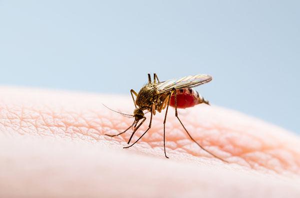 CinfaSalud-dengue-600