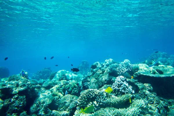 cuando_es_el_dia_mundial_de_los_oceanos_5375_0_600