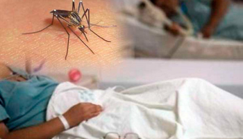 Mosquito