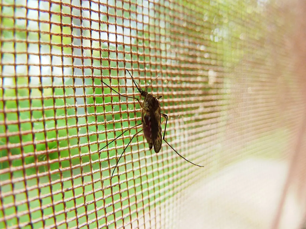 mosquito-29082018-pixabay