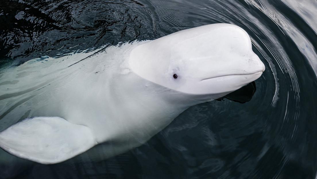 beluga