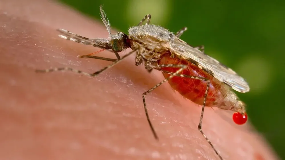 cnne-1414810-230627172457-02-mosquito-borne-diseases-dengue-malaria-climate